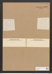 Berkeleya rutilans (Tront.) Grun. (de-Toni-Nr.: Genus 21, Species 1218) Zeichnungen Sammlung Grunow Nr. 2343 (NHMW-BOT-W0369472)